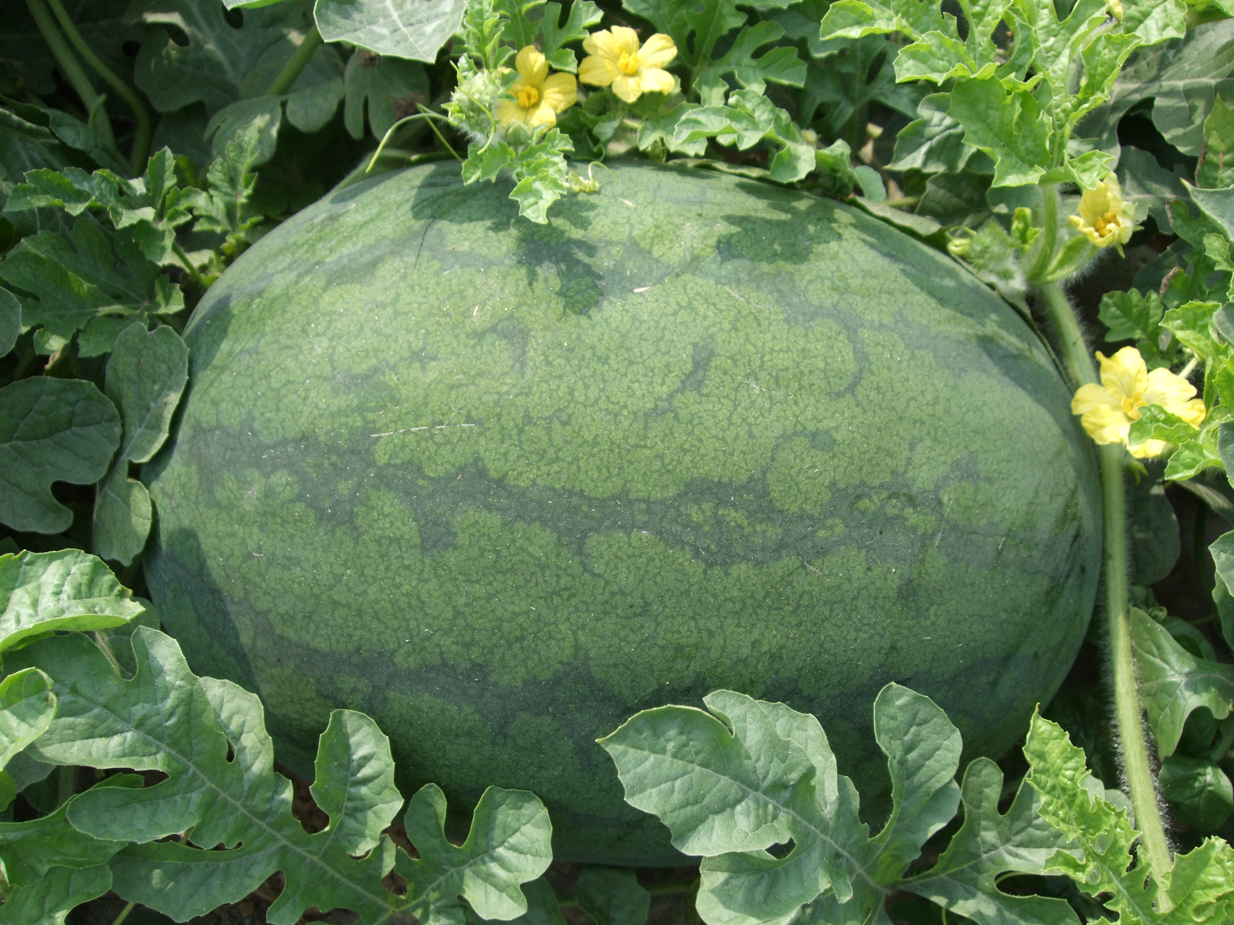  p>旺得福是 a target="_blank" href="/item/西瓜属/3326647" data