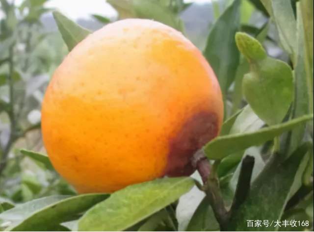 柑橘花皮果时有发生，严重影响果的品质，该如何预防？_百科TA说