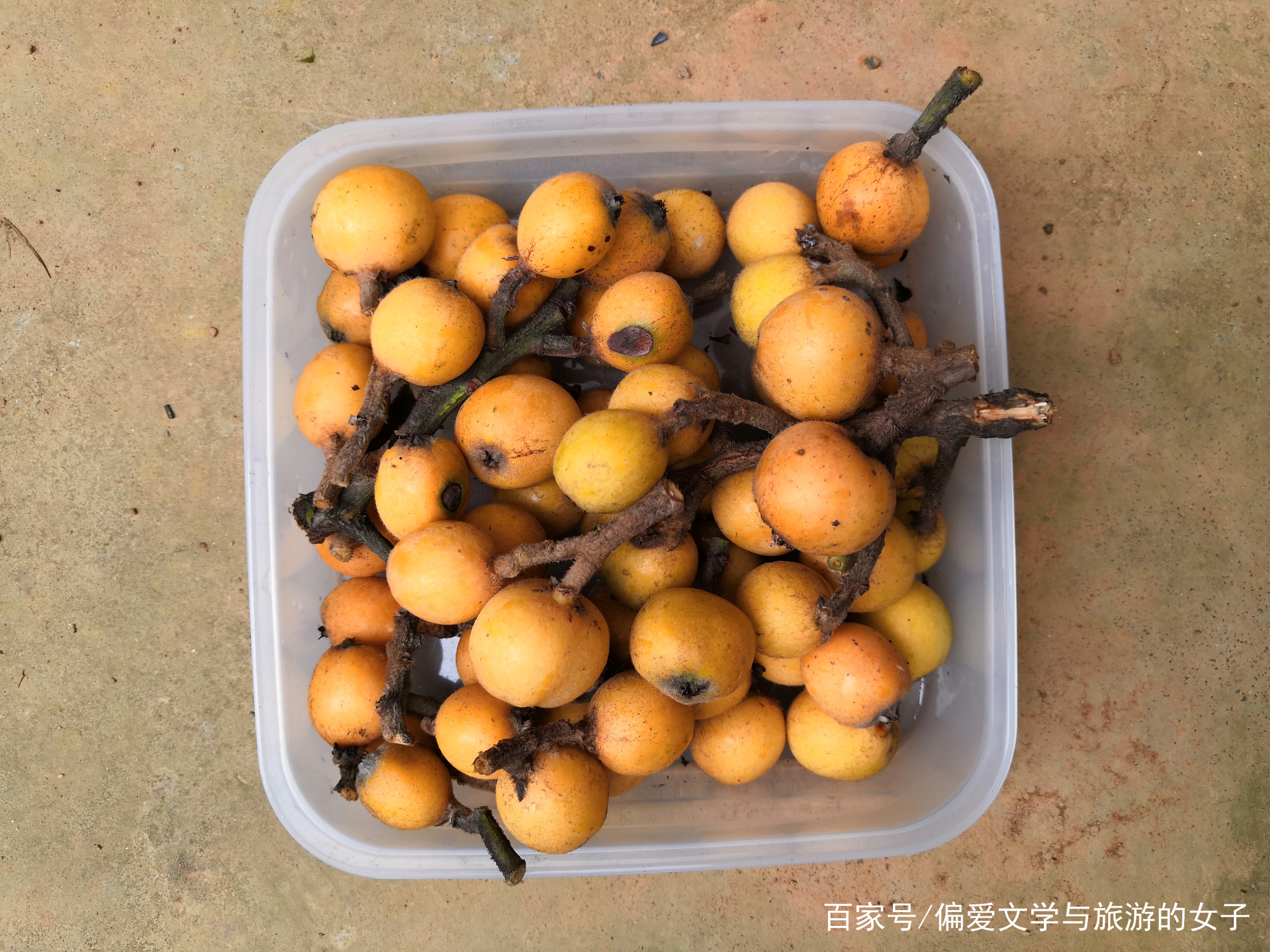 庭有枇杷树 待五月果黄 百科ta说