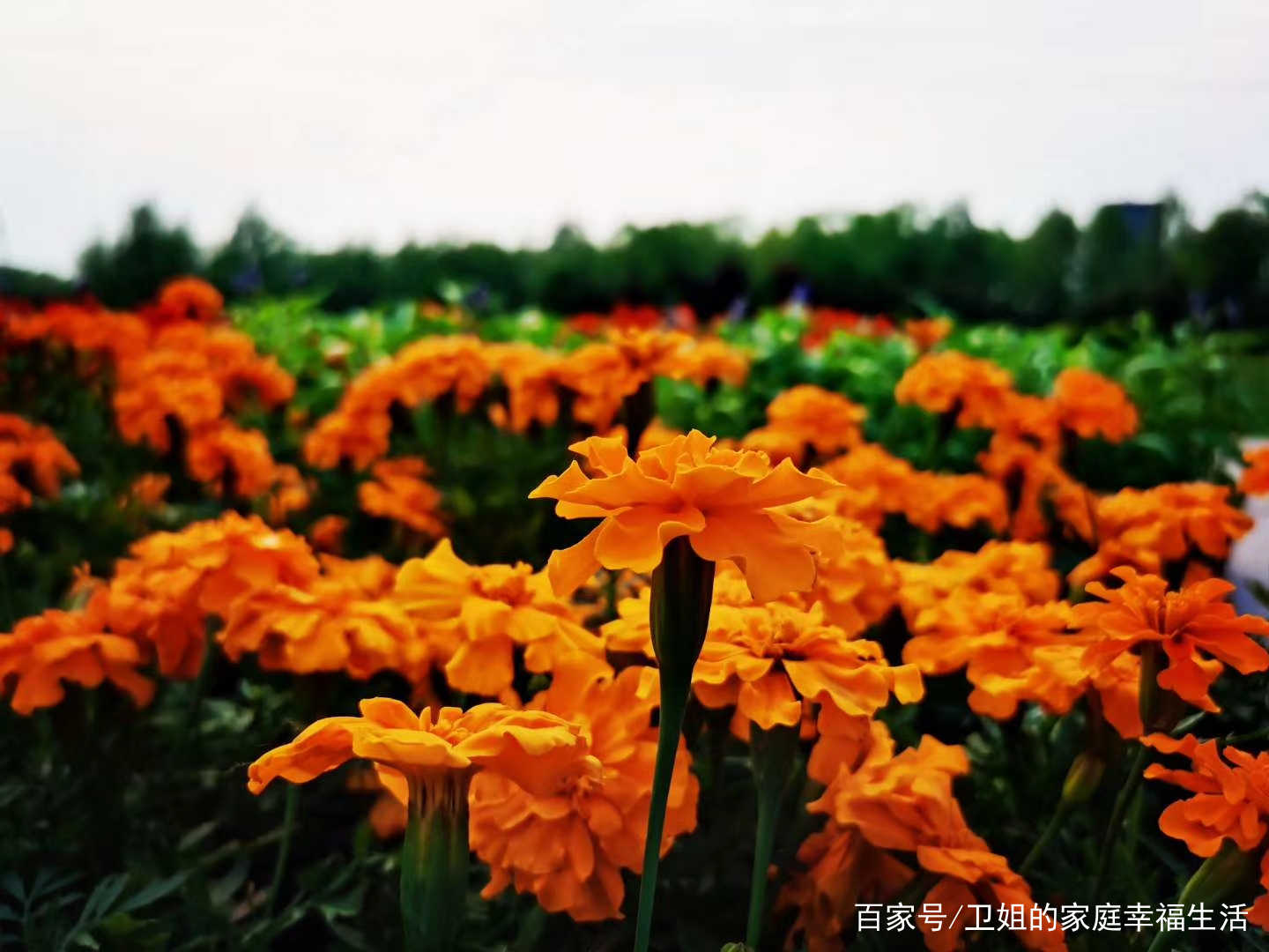 被春天的景色所吸引_百科TA说