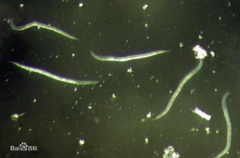 菠菜根结线虫病