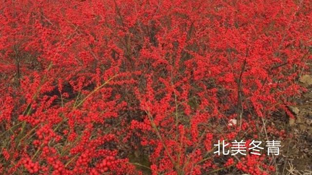 园林植物的杰出代表——冬青哈利波特的魔杖_百科TA说