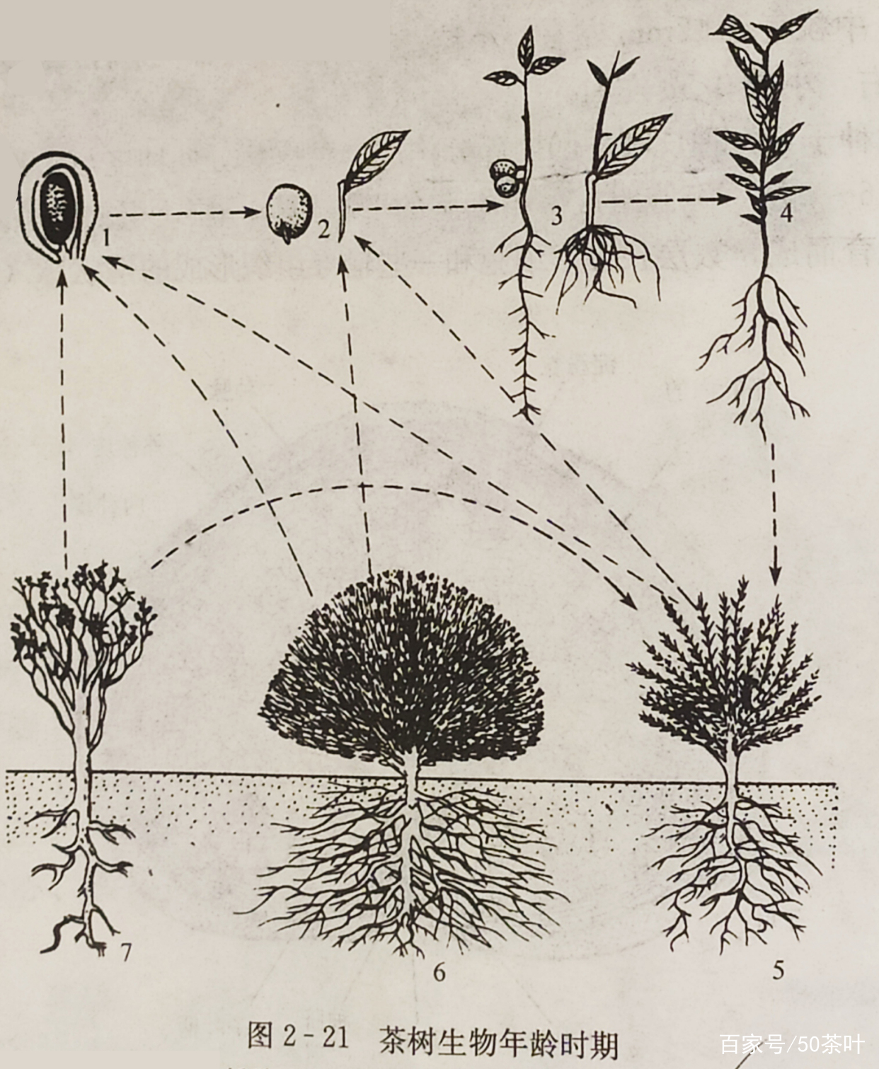 茶树简介（植物学分类、原产地、茶树的根、茎、叶）_百科TA说