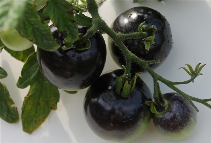 黑色星系西红柿