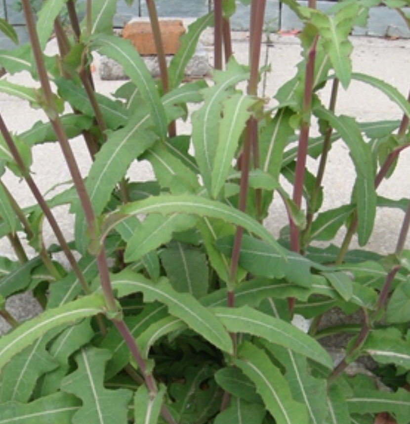  p>苣荬菜(学名: i>sonchus wightianus /i> dc.