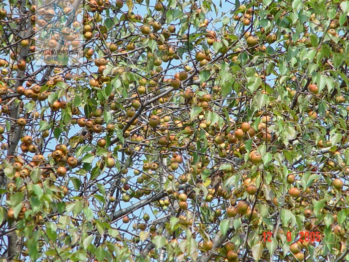  p>木梨(学名: i>pyrus /i>  i>xerophila /i> t.t.