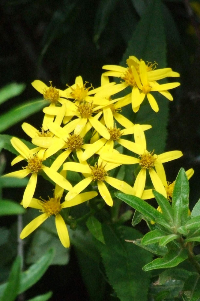 一枝黄花（菊科一枝黄花属植物）_百度百科