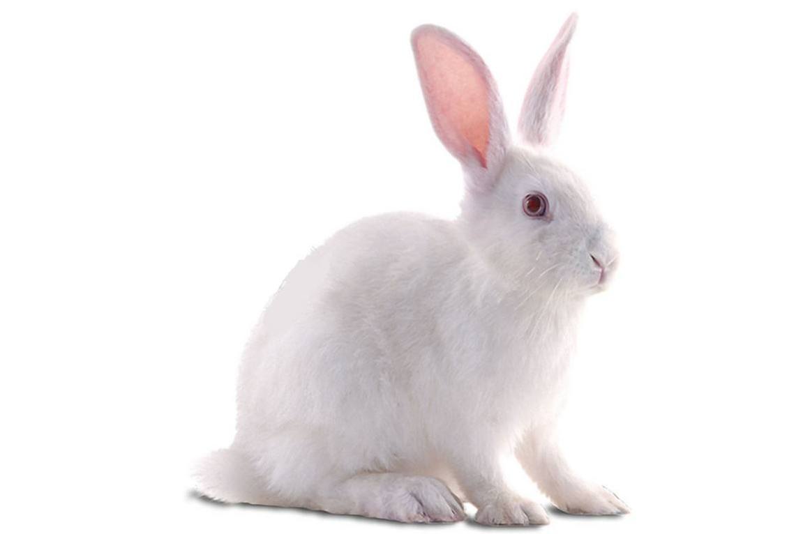 红色,眼淡褐色,眼周围有很小或不明显的白环;头粗重,嘴钝圆,耳较短小