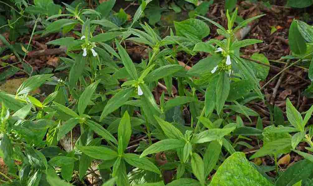  p>蜂巢草(学名, i>leucas aspera /i>)为唇形科绣球防风属下的一个种