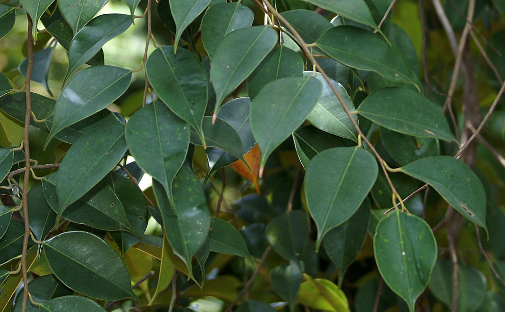 f.gaertn.)是龙脑香科,冰片香属植物.