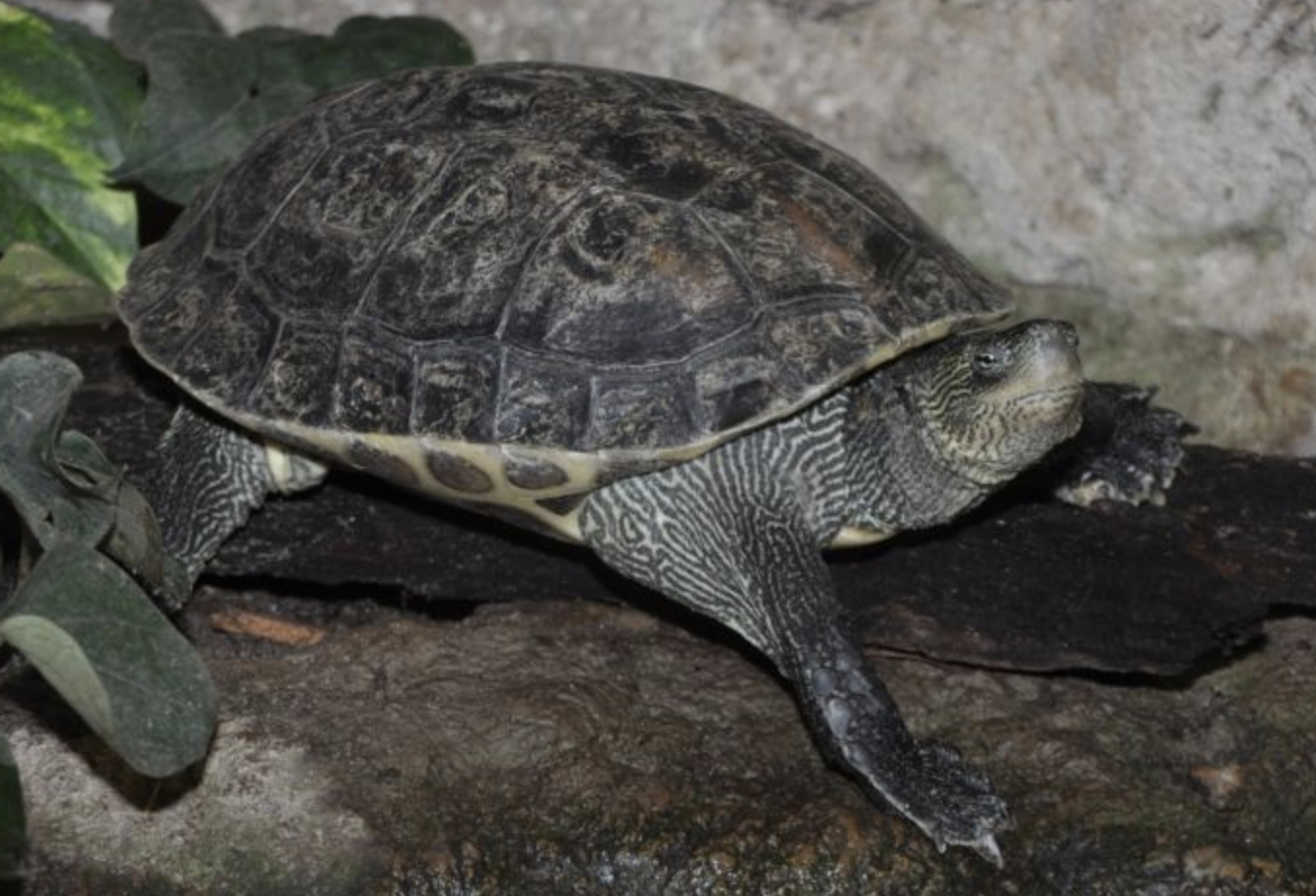 p>花龟(学名: i>mauremys sinensis /i>)是龟科,拟水龟属动物.