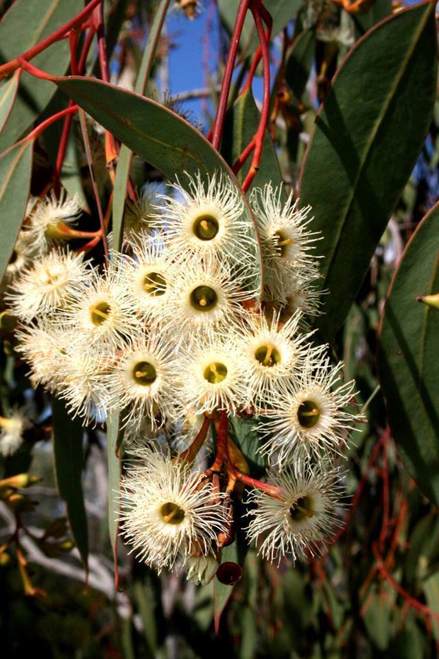  p>方肋铁皮桉(学名: i>eucalyptus tetrapleura /i> l.a.s.