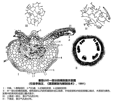 <p>番茄小叶一部分的横剖面示意图