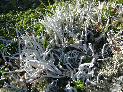  p data-id="tzpfbhwsvelm">雪茶,地衣类地茶科植物.