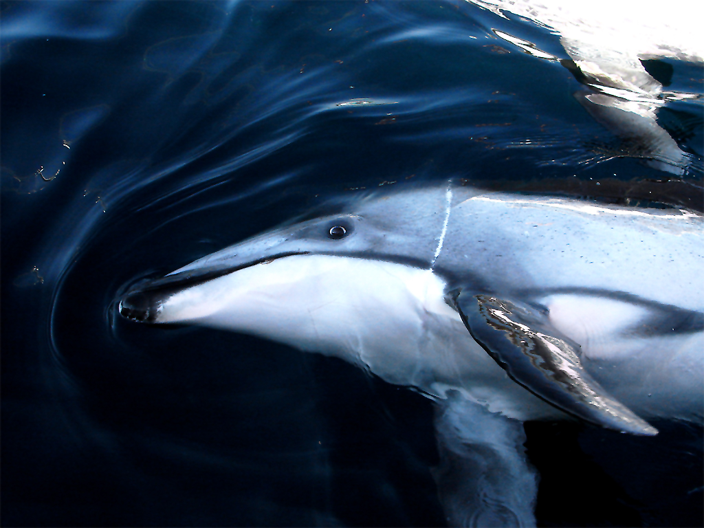  p>太平洋短吻海豚(学名: i>lagenorhynchus obliquidens /i>),是海豚