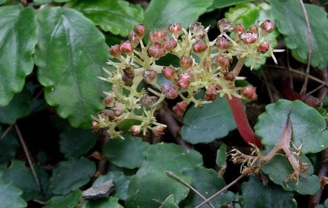  p data-id="tbjc0mxgltij">吐烟花( i>pellionia repens /i> (lour.