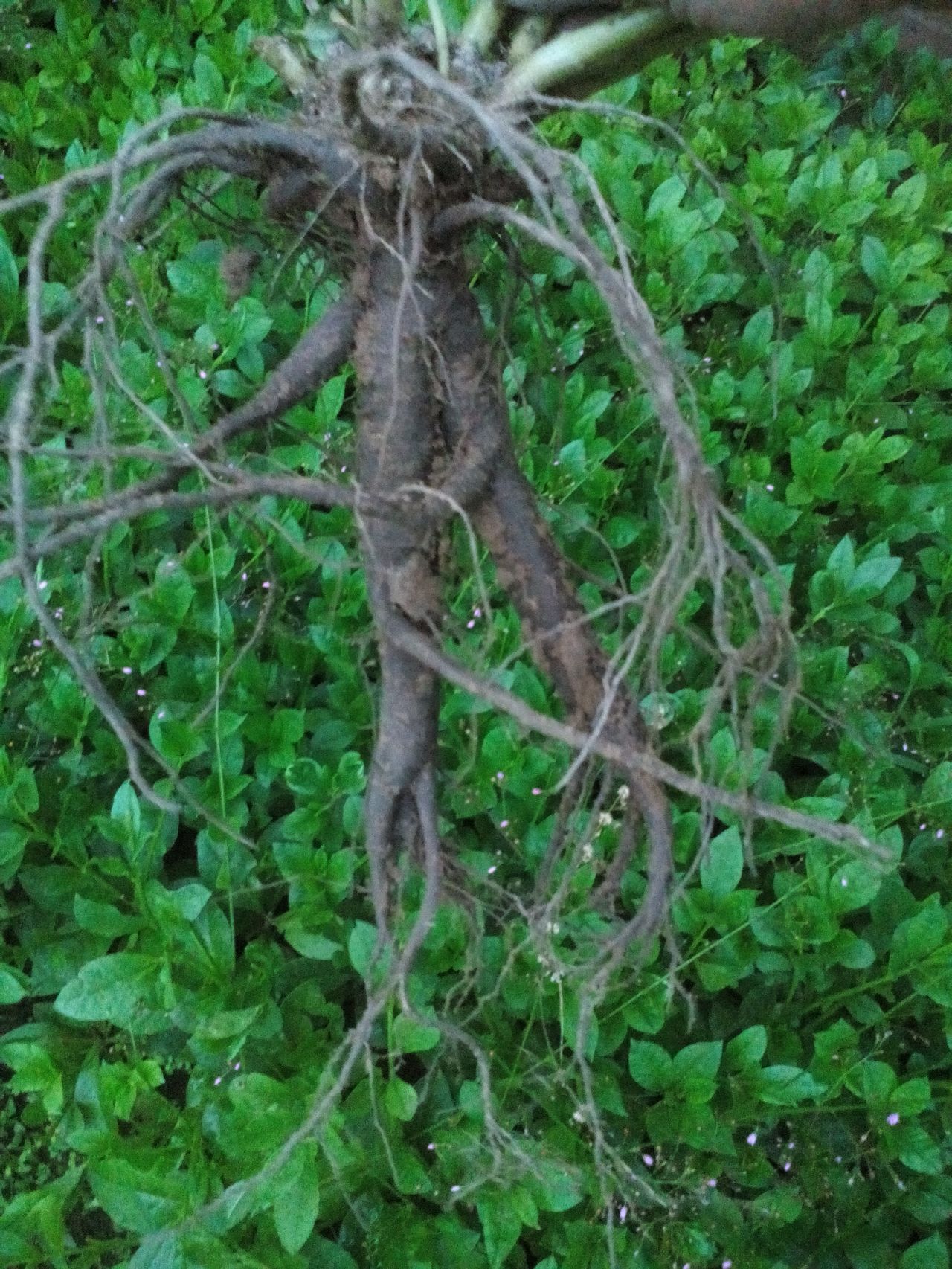  p data-id="tzbxkvcexgky">土人参( i>talinum paniculatum /i>