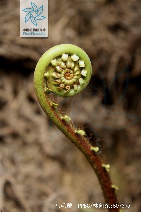  p>乌毛蕨(学名:blechnum orientale)是乌毛蕨属的一种植物,生长于