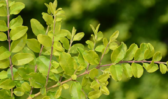 侧芽单生;小枝棕色,无毛或被微柔毛;叶近革质,倒卵形,卵形或近圆形