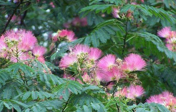  p>滇合欢,学名albizia simeonis harms,豆科合欢属植物.