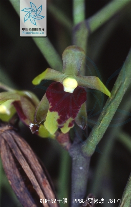  p> b>纤叶钗子股 /b>(学名: b> i>luisia hancockii /i> /b>),为兰科