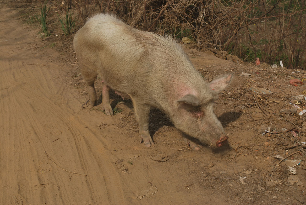 河猪 /a>是猪科内 a href="#" data-lemmaid="3877742">非洲野猪 /a>