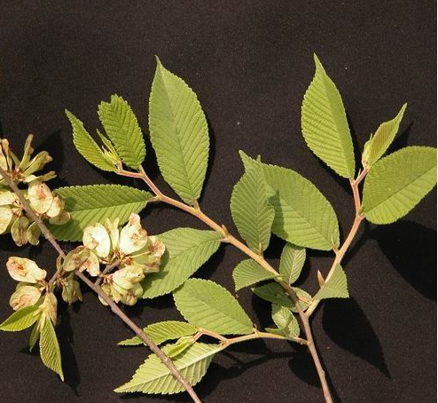  p>琅玡榆( a target="_blank" href="/item/学名/8074290" data