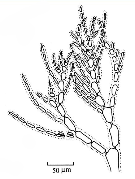  p>对丝藻的藻体纤细,丝状,丛生,由单列细胞组成,高0.5~1.