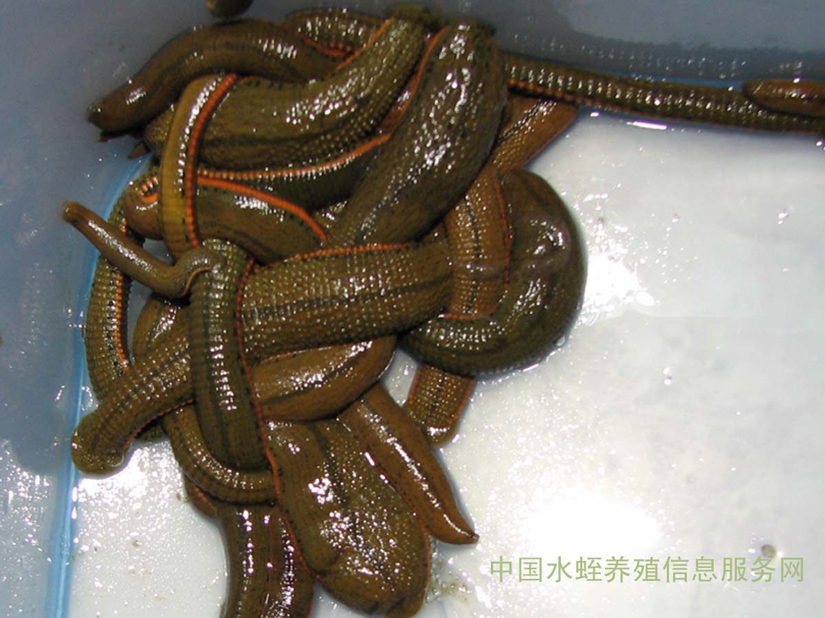  p>柬埔寨食人水蛭又称"女皇水蛭"或"蛭母",属 a target="_blank"