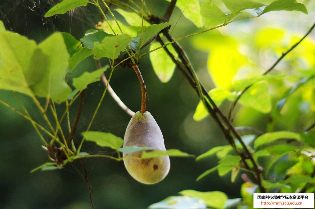 koidz. /i>或白木通 i>akebia tri oliata (thunb.)koidz.ar.