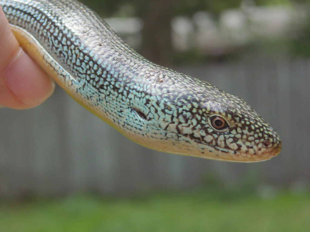  p>细脆蛇蜥是一种无四肢的蜥蜴,外观似蛇.