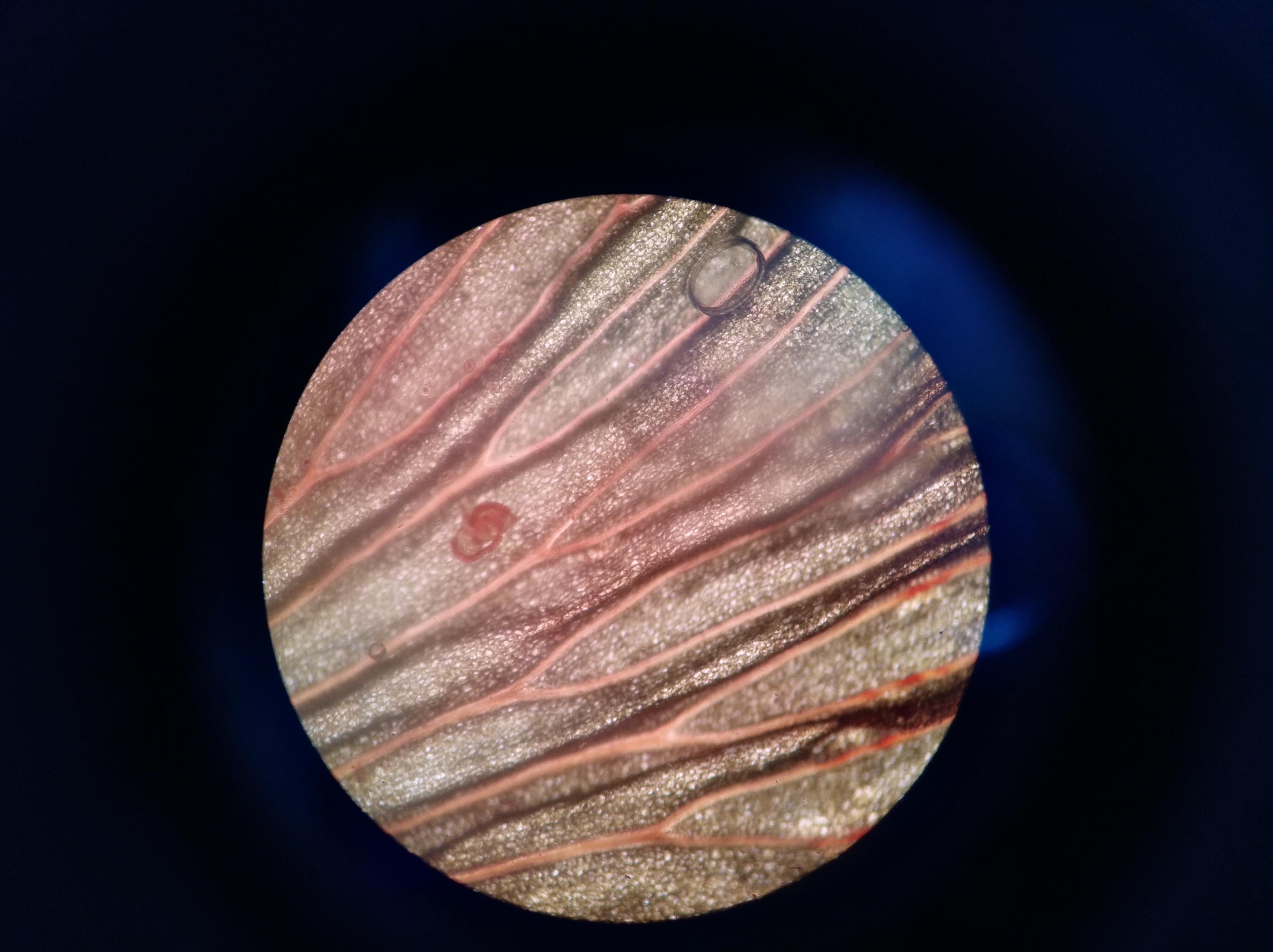 id="6869485">输导组织 /a>( i>conducting tissue /i>) 又名维管组织