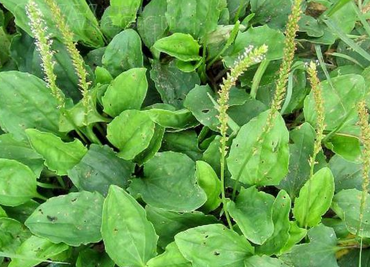  p>小车前,为车前科, a>车前属 /a>的一年生或多年生小草本,叶,花序梗