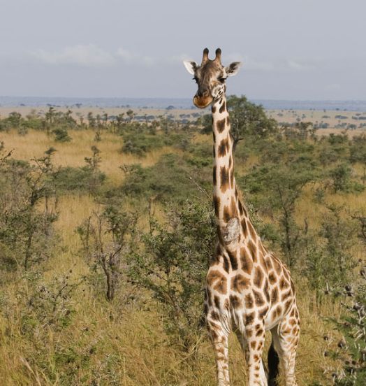 giraffa camelopardalis rothschildi