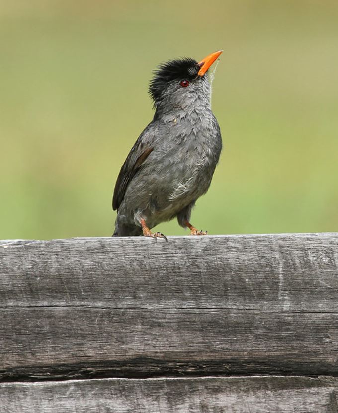  p>马岛短脚鹎(学名: i>hypsipetes madagascariensis /i>):属鸟纲,鹎