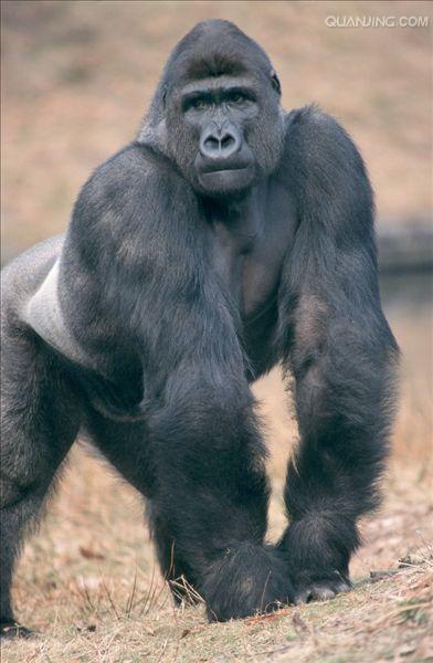 p>西部大猩猩(拼音:xī bù dà xīng xīng;英文名:western gorilla