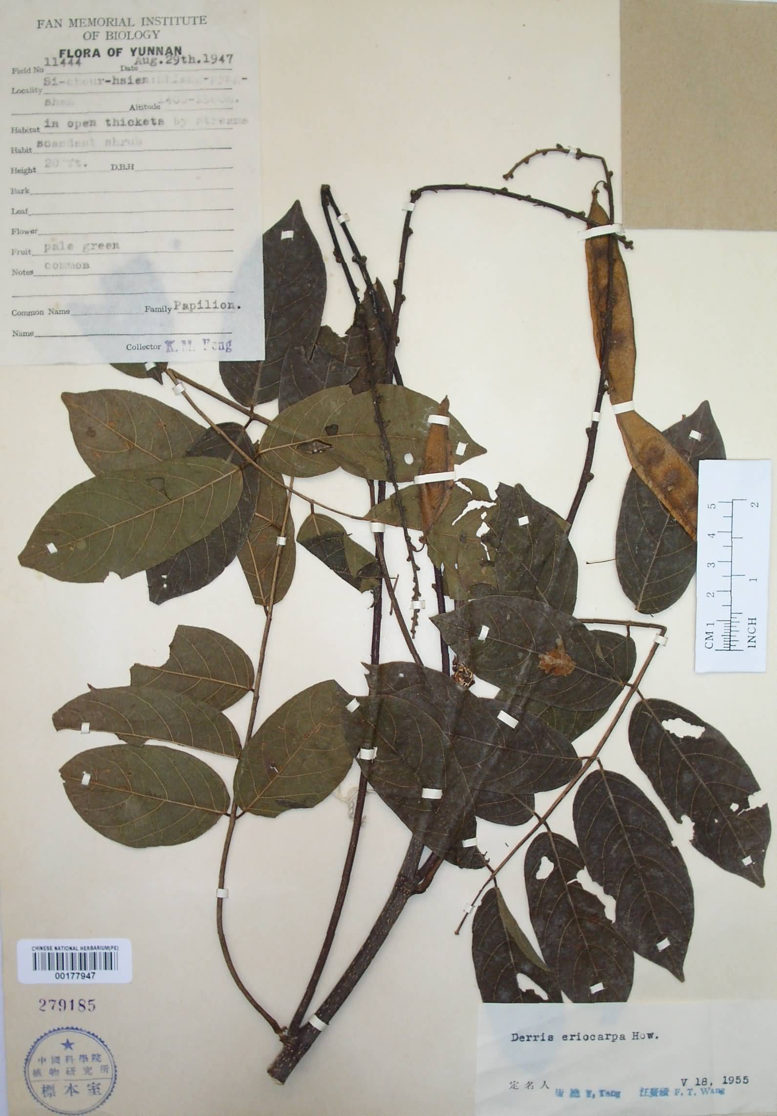  p>毛果鱼藤,为 a target="_blank" href="/item/双子叶植物纲/229183