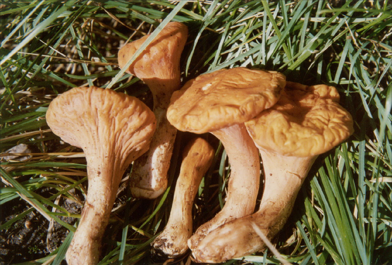  p>子实体中等大,棒状,不分枝,顶部钝圆,幼时光滑,后渐有纵条纹或纵