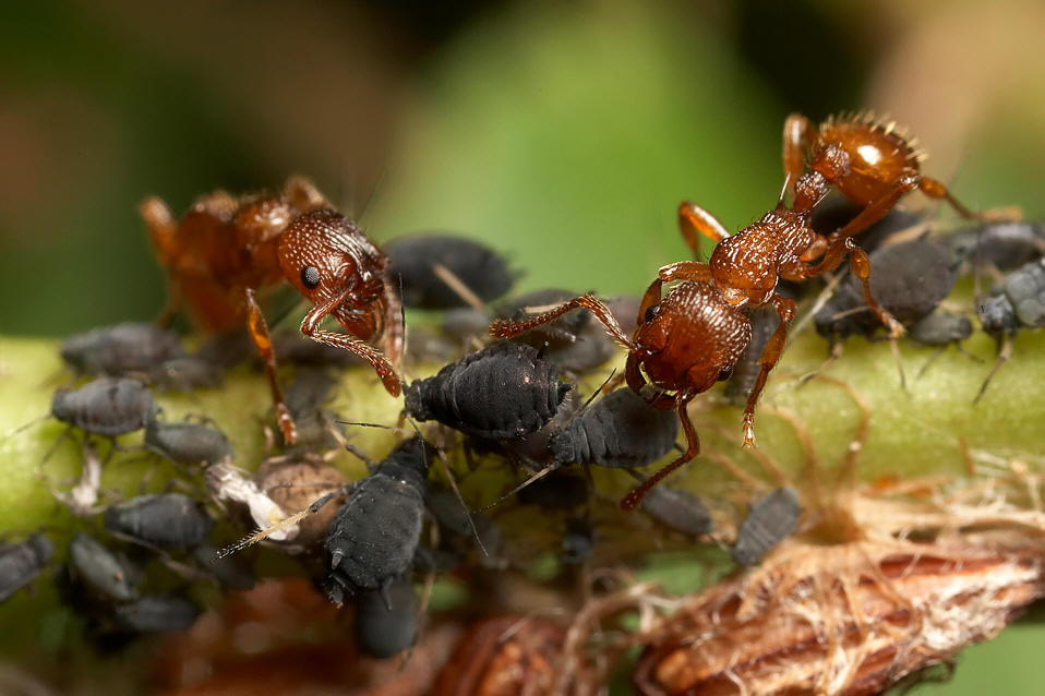 兵蚁