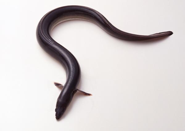  p>鳗鱼,别名白鳝, a target="_blank" href="/item/白鳗/7228555"