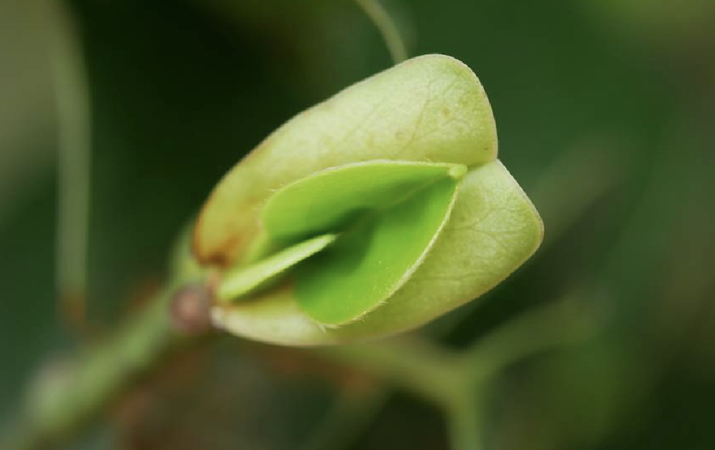  p>大果马蹄荷(学名: i>exbucklandia tonkinensis /i> (lec.