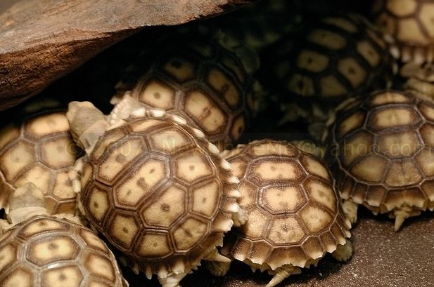 african spurred tortoise