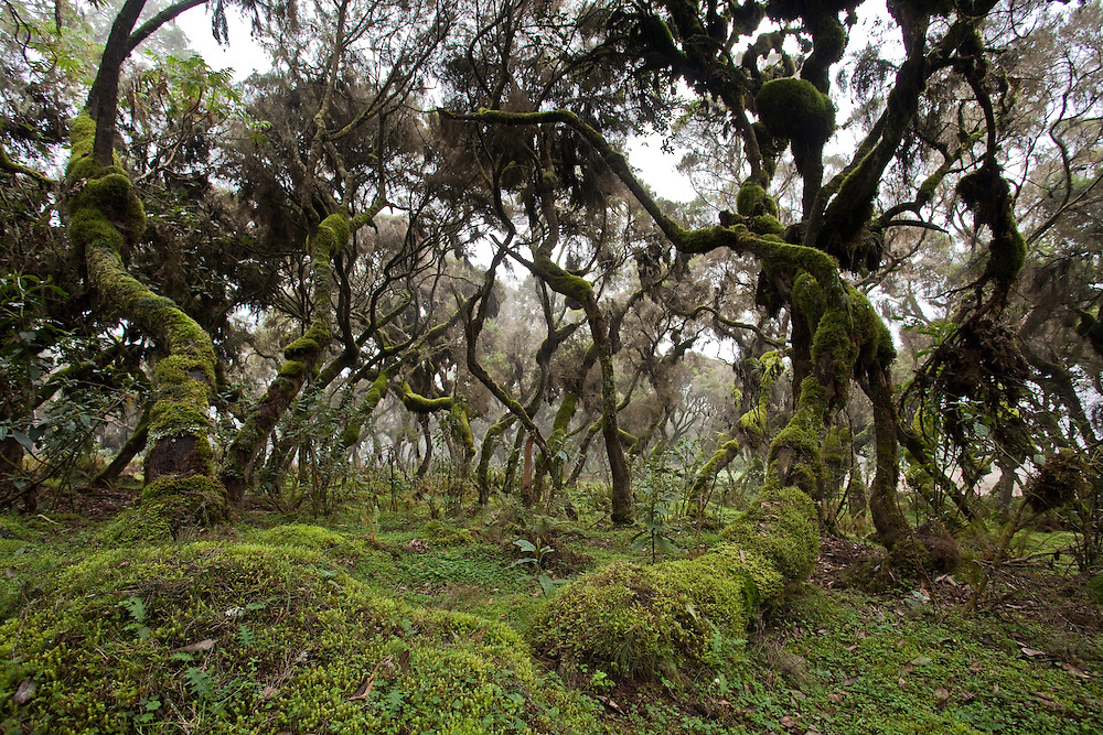 bale mountains national park