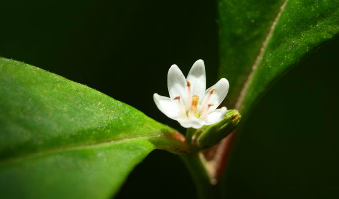  p> b>大叶珍珠菜 /b>(学名: i>lysimachia stigmatosa /i>)为 a