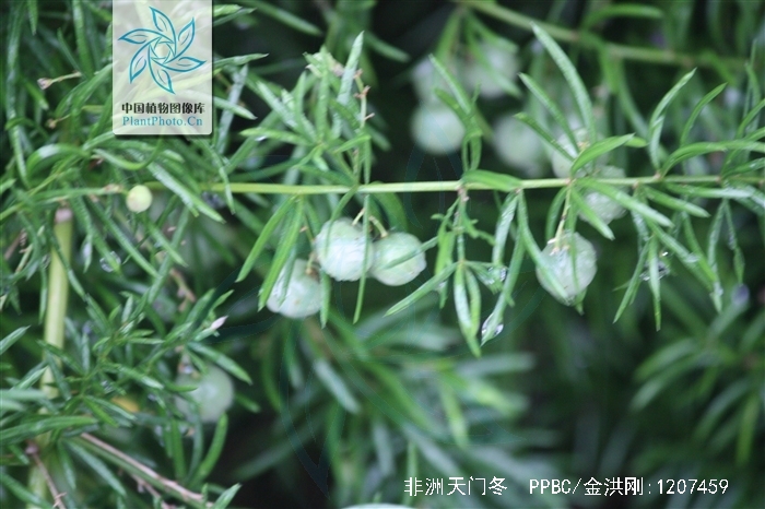  i>asparagus densiflorus /i> (kunth) jessop)是百合科天门冬属植物