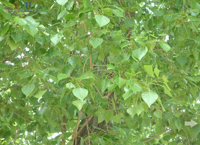 宽叶小叶杨(变种)