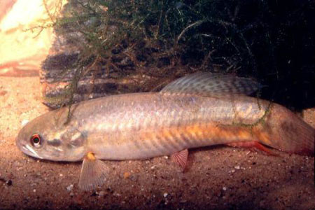  p>凯氏虎脂鲤(erythrinus kessleri)又称橙腹牙鱼,为脂鲤目,虎脂鲤科