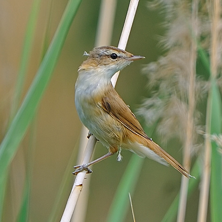  p>鸲蝗莺(学名: i>locustella luscinioides /i>):体长14厘米,翼展21