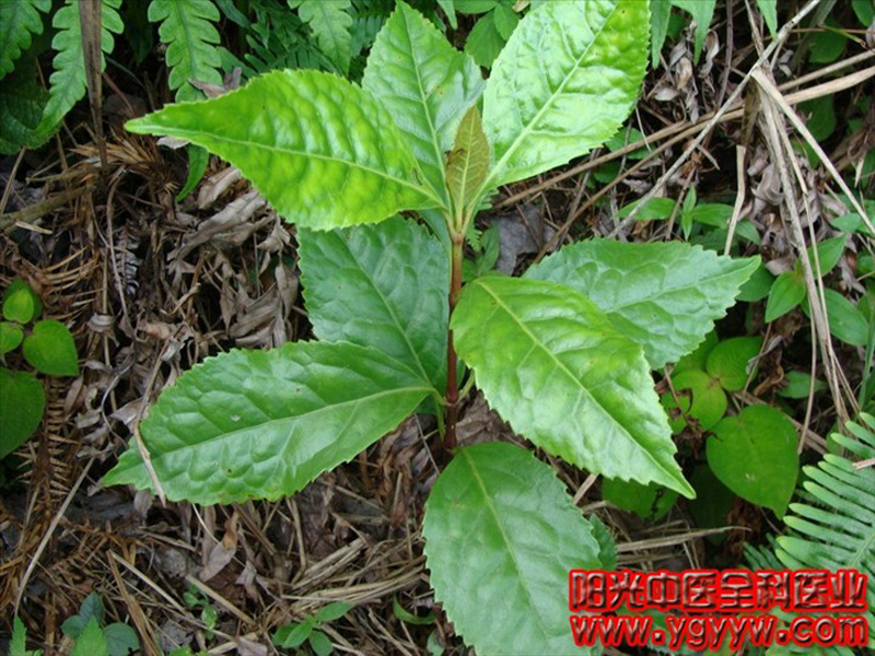  p>金粟兰(学名: i>chloranthus spicatus /i> (thunb.