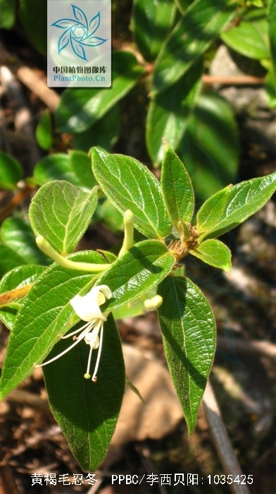  p>黄褐毛忍冬(学名: i>lonicera fulvotomentosa /i> hsu et s. c.